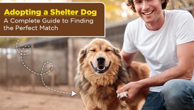 adopting-a-shelter-dog:-a-complete-guide-to-finding-the-perfect-match