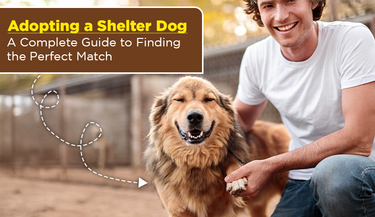 adopting-a-shelter-dog:-a-complete-guide-to-finding-the-perfect-match