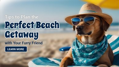 tips-to-plan-the-perfect-beach-getaway-with-your-furry-friend