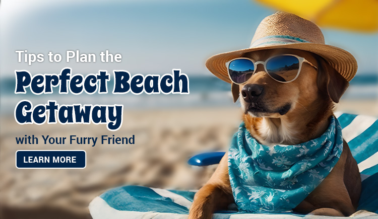 tips-to-plan-the-perfect-beach-getaway-with-your-furry-friend