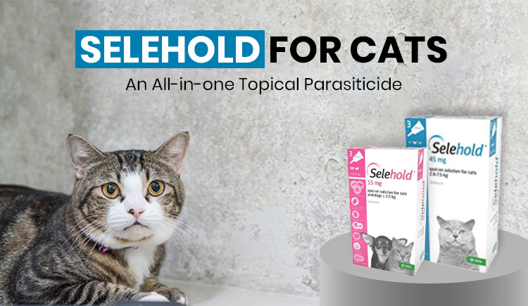 selehold-for-cats-an-all-in-one-topical-parasiticide