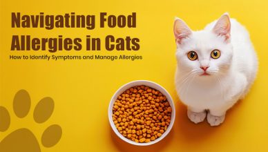 Come affrontare le allergie alimentari nei gatti: come riconoscere i sintomi e gestirle