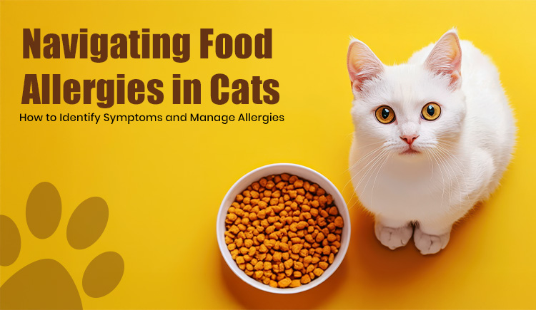 Come affrontare le allergie alimentari nei gatti: come riconoscere i sintomi e gestirle