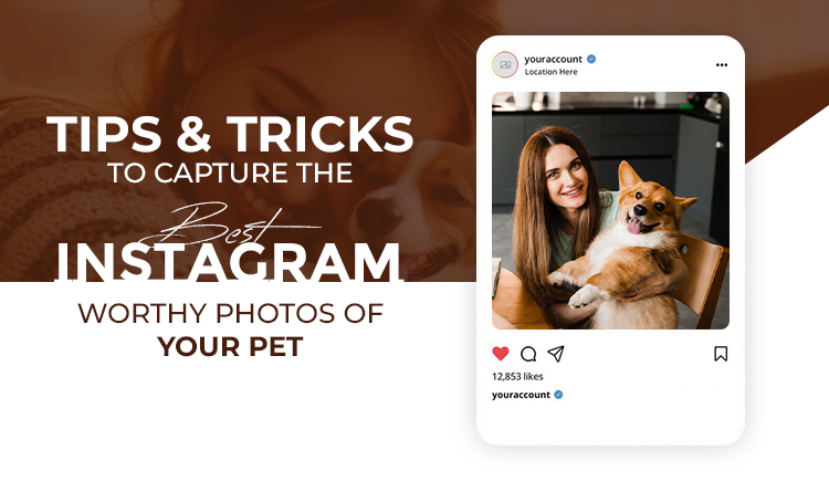 tips-tricks-to-capture-the-best-instagram-worthy-photos-of-your-pet
