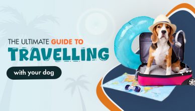 the-ultimate-guide-to-travelling-with-your-dog