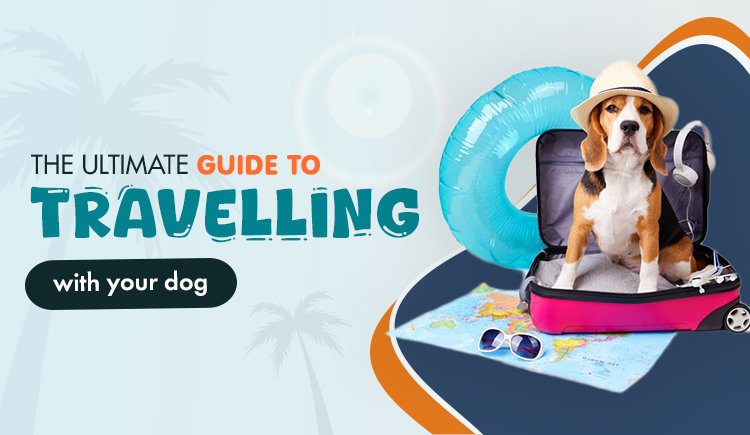 the-ultimate-guide-to-travelling-with-your-dog