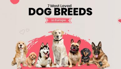 7-most-loved-dog-breeds-in-europe