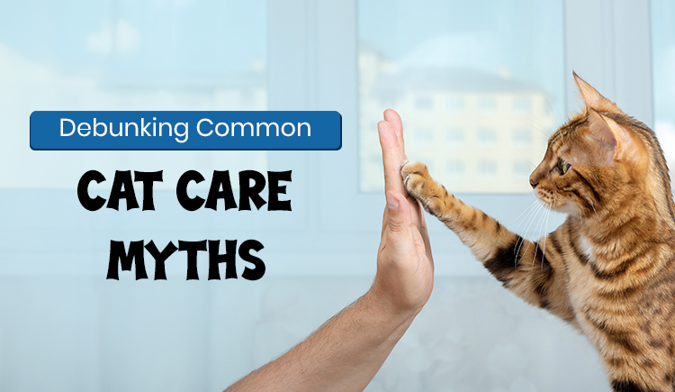 debunking- common-cat-care-myths