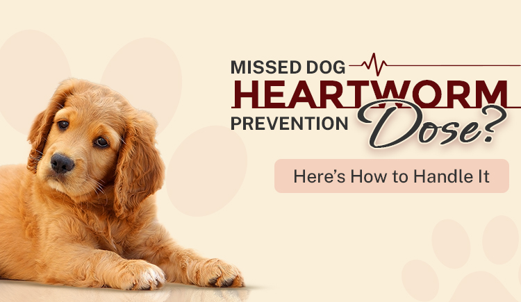 missed-dog-heartworm-prevention-dose-heres-how-to-handle-it