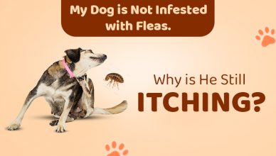 my-dog-is-not-infested-with-fleas-why-is-he-still-itching