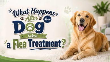 what-happens-after-your-dog-takes-a-flea-treatment