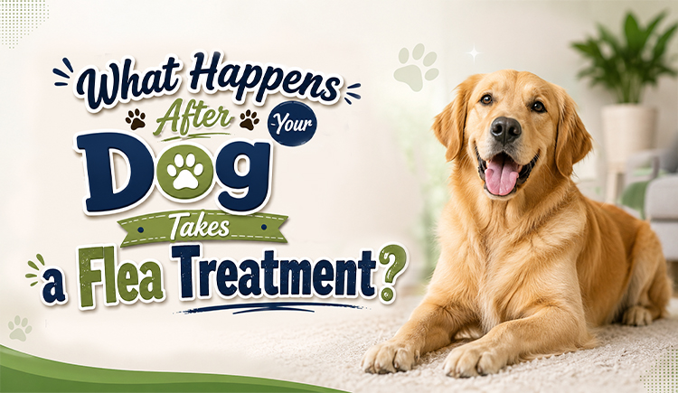 what-happens-after-your-dog-takes-a-flea-treatment