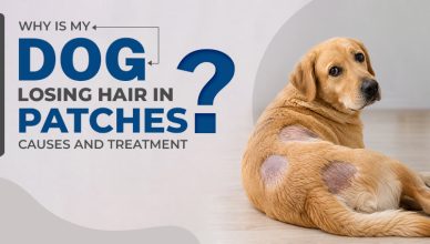 why-is-my-dog-losing-hair-in-patches