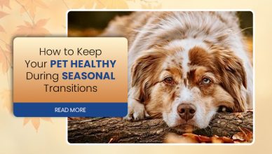 how-to-keep-your-pet-healthy-during-seasonal-transitions