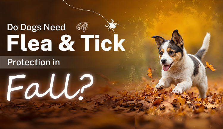 do-dogs-need-flea-&-tick-protection-in-fall